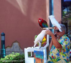 Parrot Man