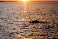 Dolphin Spotting in Destin